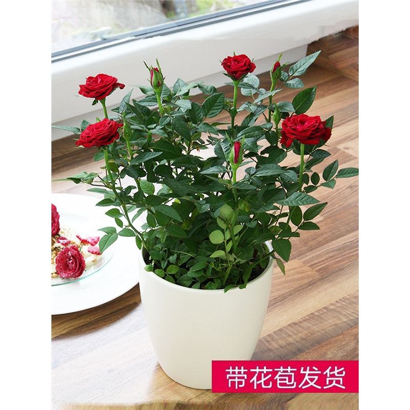 古达园艺用品迷你小玫瑰花苗古达盆栽带花苞好养室内花卉植物四季开花不断微型月季 价格图片品牌报价 苏宁易购凯特多园艺专营店