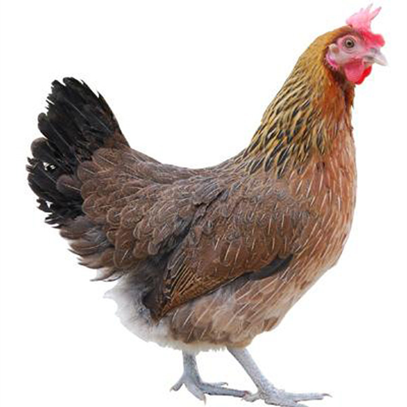 有货正常发麻母鸡1只整鸡约125kg退毛留内脏新鲜鸡肉