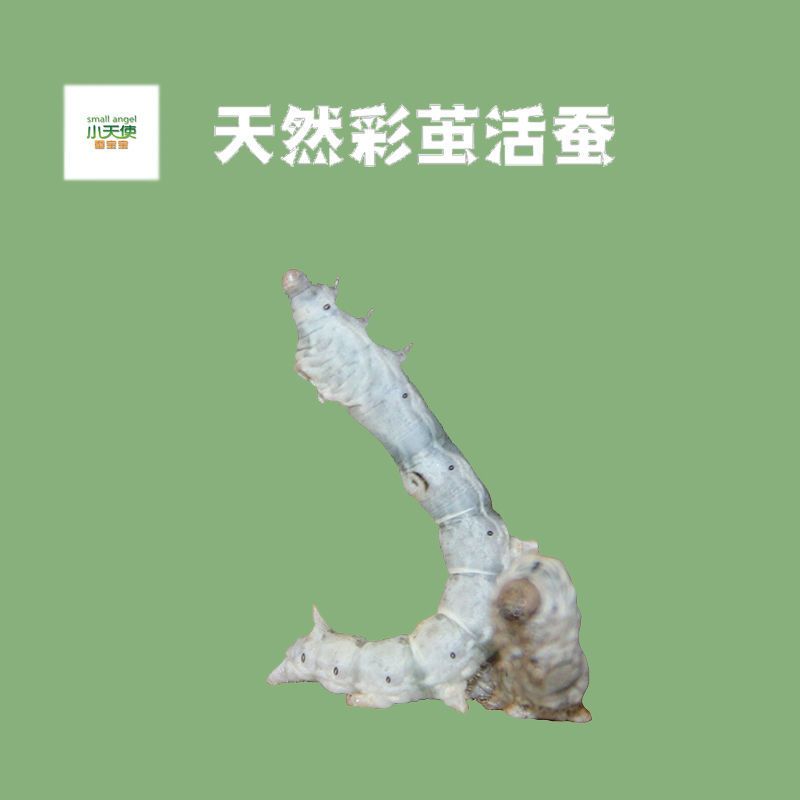 白色 白茧蚕30只套装 天然彩茧蚕套装蚕宝宝活体科普养蚕吃桑叶结彩茧特殊斑纹活蚕包活
