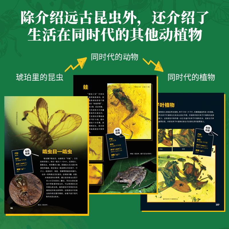 昆虫历史博物馆[严谨专业科普] [正版]新书昆虫历史博物馆 昆虫百科全书 昆虫记 中国少年儿童趣味百科全书 罕见昆虫琥珀
