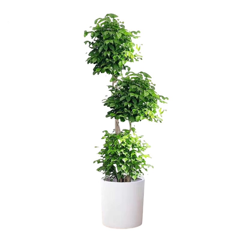 花知趣幸福树盆栽室内绿植高杆大型植物绿宝办公室客厅