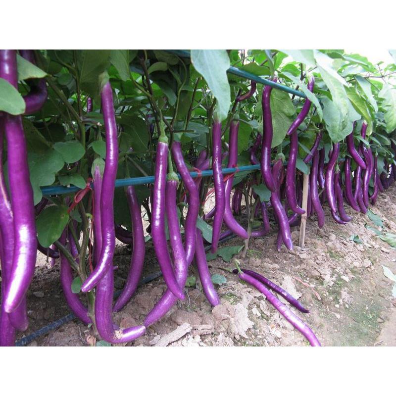 线茄子种子杭茄一号紫红长茄子六号四季播高产抗病蔬菜籽味佳