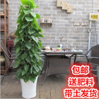 室内客厅大型植物盆景 心叶藤绿萝盆栽 大叶绿萝 桌面绿植小花卉