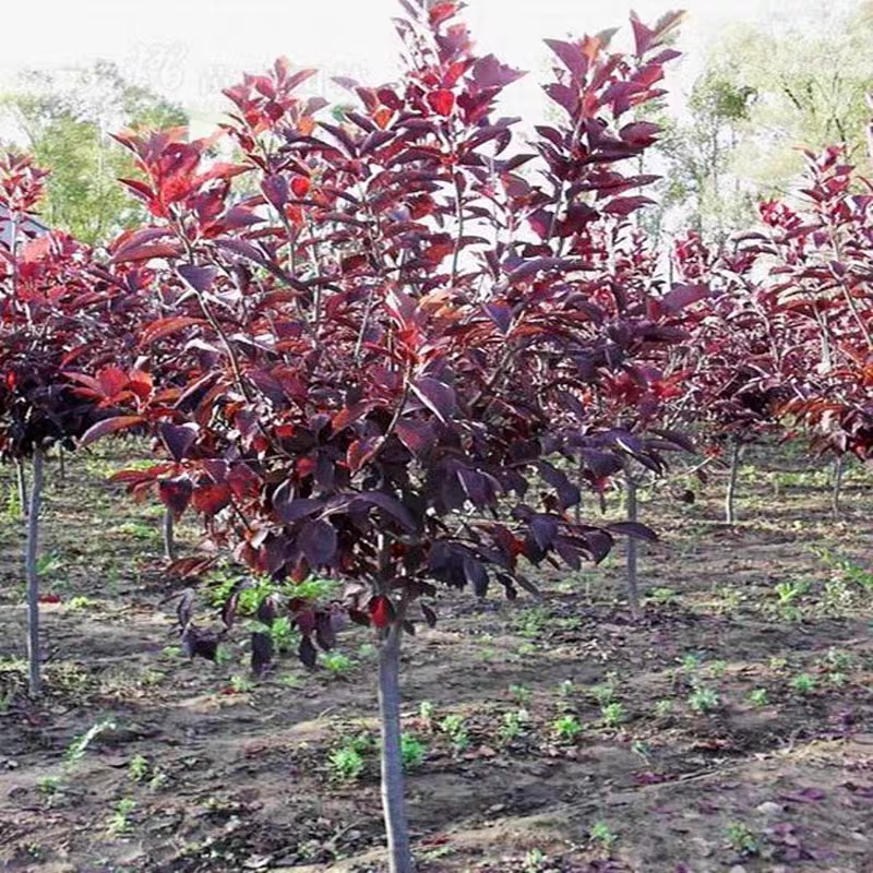 诚智旺 红叶李球 冠幅50cm /棵高清大图