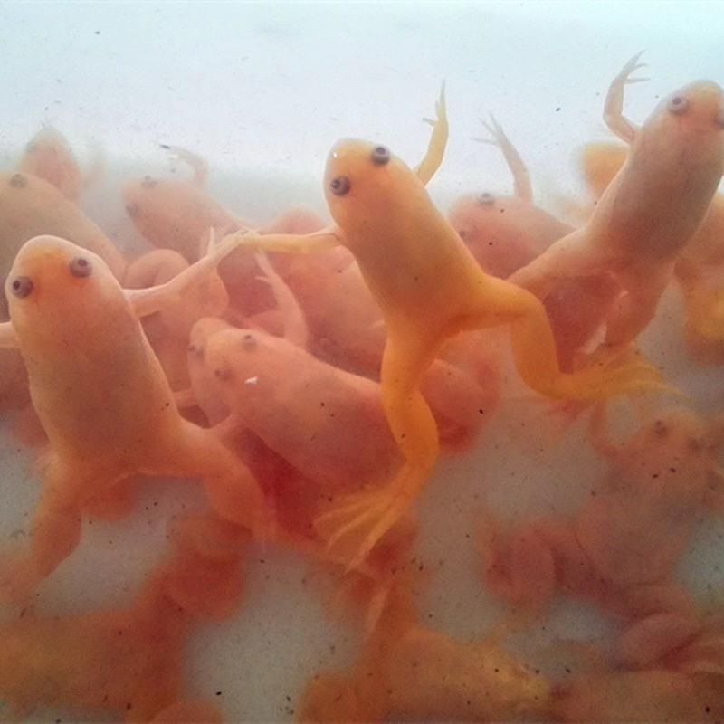 小号金蛙3只金蛙活体小甲鱼金钱蛙龙鱼活体饲料包活