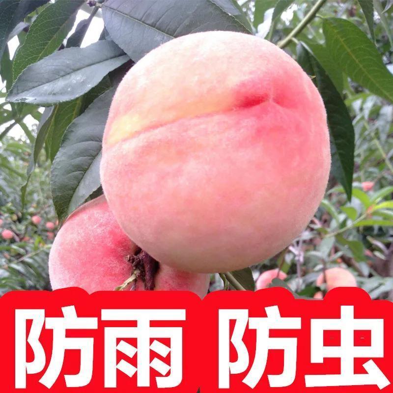 桃子专用套袋桃袋油桃毛桃黄桃套袋透气水果套袋果袋水蜜桃袋防虫-单层黄【16*19cm】;【100个】
