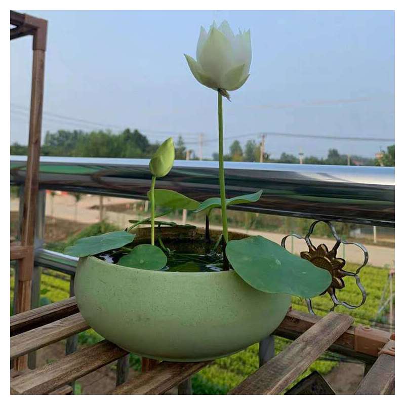 睡莲碗莲荷花水培花种子室内无土栽培四季种植盆栽报价 参数 图片 视频 怎么样 问答 苏宁易购