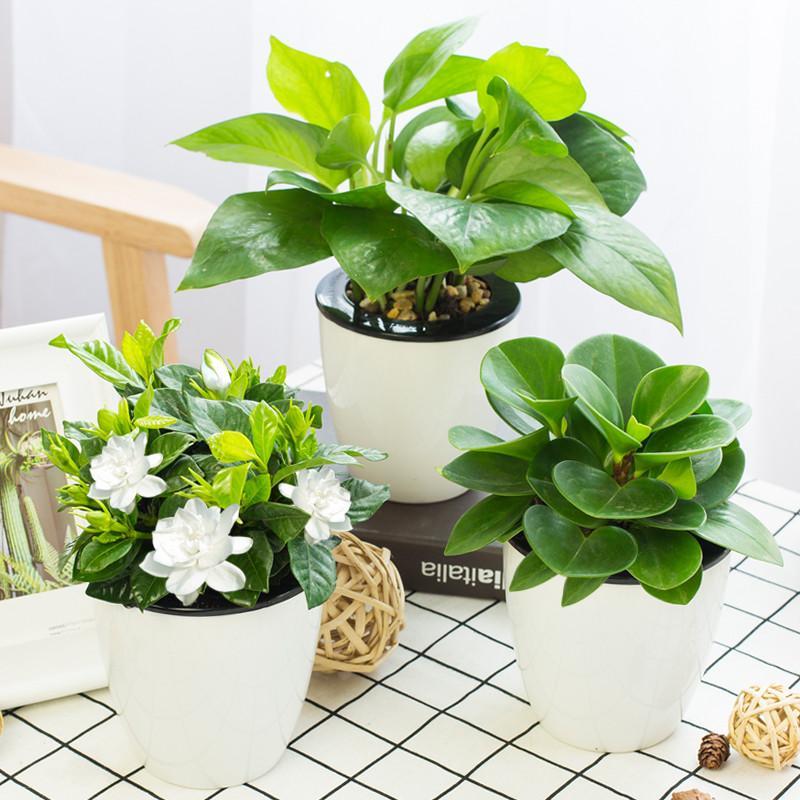 财树栀子花四季常春藤办公室花卉绿植盆栽绿萝兰植物沙漠玫瑰生活日用家庭清洁园艺用品花卉绿植盆栽
