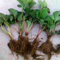 盆栽草莓苗 四季结果草莓苗 当年结果牛奶草莓苗 草莓苗 批发盆栽草莓苗 菠萝草莓