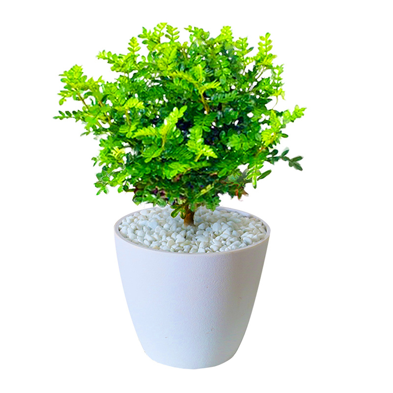 清香木盆栽耐寒花卉植物九里香室内四季常青绿植观赏植物盆景