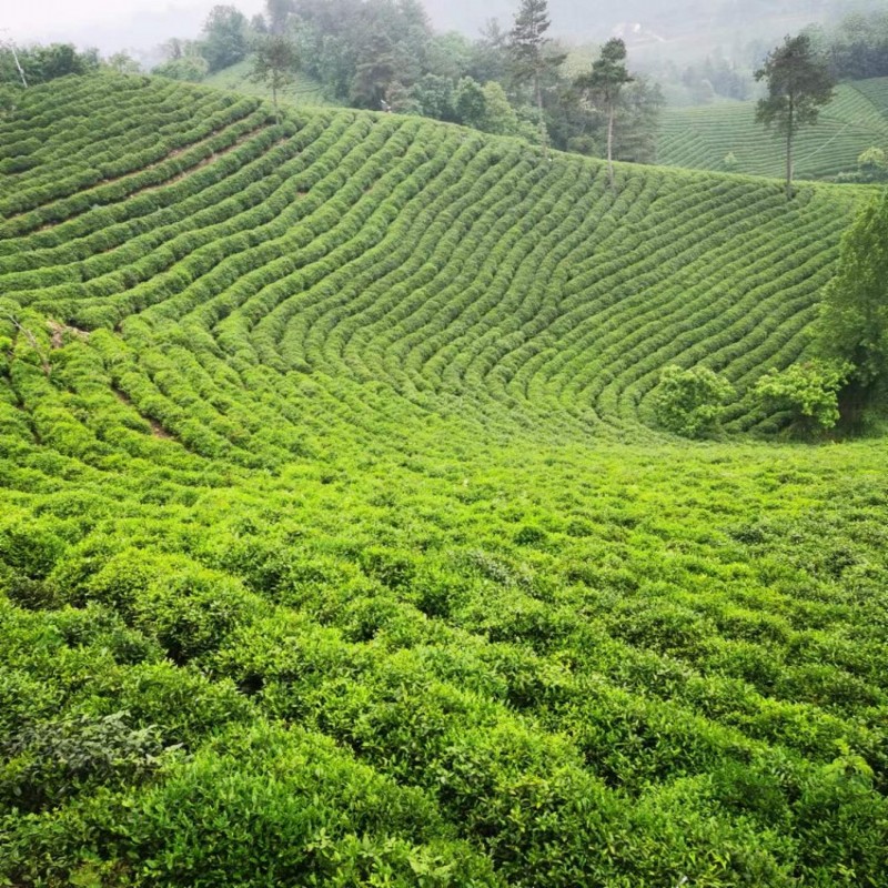 得意軒 绿茶 安吉白茶 特级 250g 罐高清大图