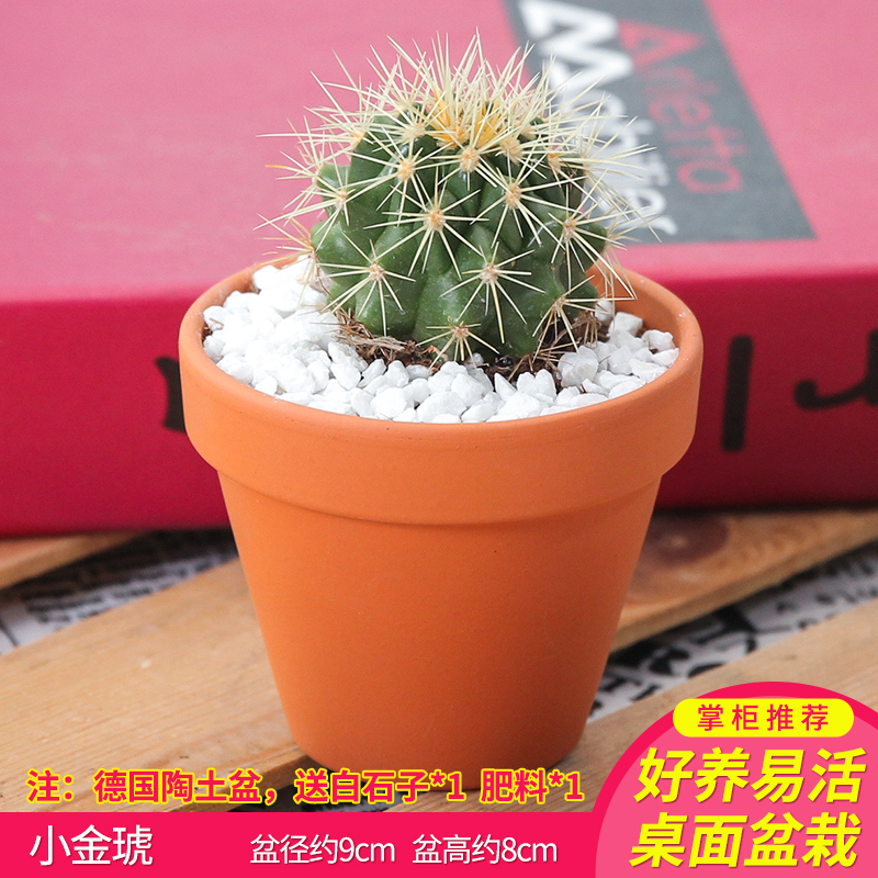 发财树虎皮兰长寿花盆栽花卉植物室内花陶土花盆多肉绿植盆景好养小金琥 陶盆 001 001 08 Y 带盆栽好报价 参数 图片 视频 怎么样 问答 苏宁易购