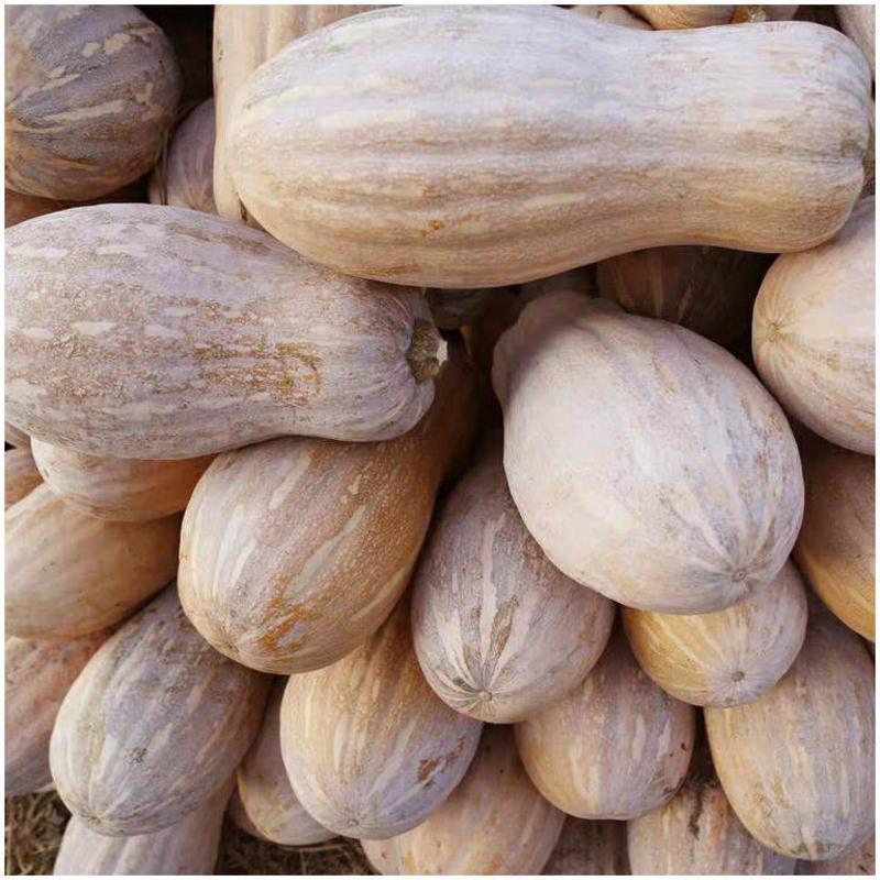 赛卡伊本地新鲜甜糯老品种南瓜辅食农家黄皮南瓜长南瓜