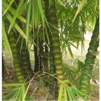 庭院观赏绿化植物 紫竹苗 青竹苗 金镶玉竹子 紫竹根 佛肚竹盆栽