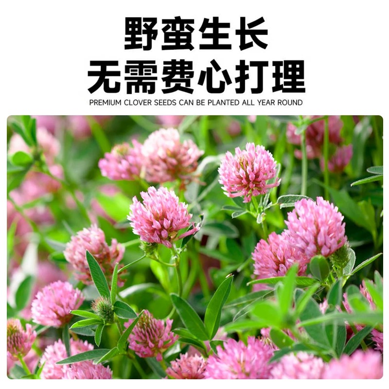 诚智旺 红三叶草种子 净籽/千克高清大图