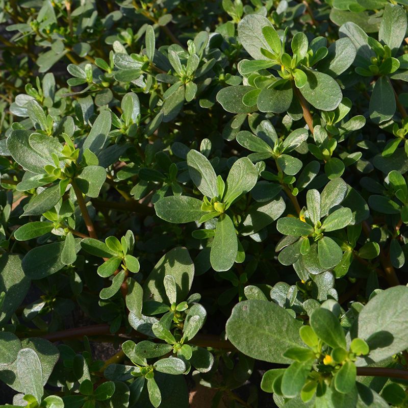 马齿苋菜现挖野生马齿菜2斤五行食用调养野菜新鲜蔬菜 马齿苋菜新鲜马苋菜野生五行草马齿苋长寿菜野菜蔬菜马蜂菜