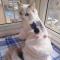 猫咪衣服防掉毛布偶猫幼猫秋冬小奶猫无毛猫小猫可爱猫猫秋装 薄款黄边小吊带 S:胸围30-35cm(建议约3-5