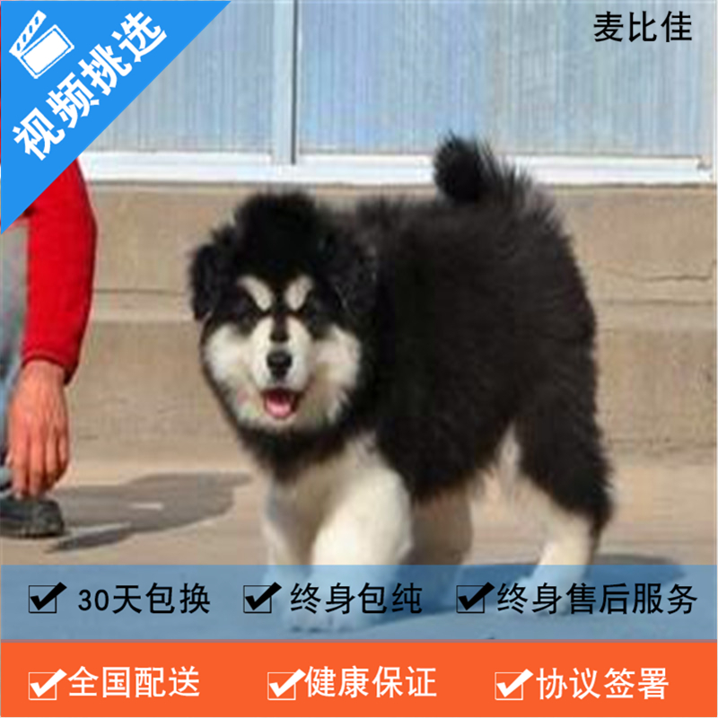 麦比佳 纯种巨型阿拉斯加幼犬活体宠物 熊版十字脸阿拉斯加雪橇犬 双血统烟灰色桃脸阿拉斯加幼崽 巨大型雪橇犬阿拉斯加犬高清大图