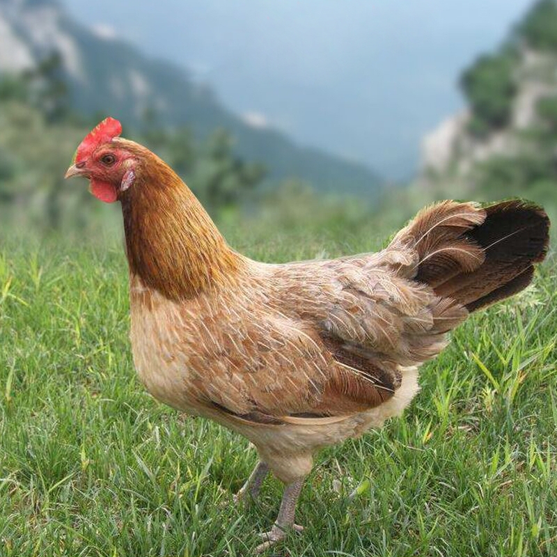 肉类老鸡新鲜活鸡现杀土鸡农家散养老母鸡家养走地鸡整只冷冻笨鸡