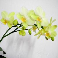 蝴蝶兰花苗盆栽室内观花植物阳台绿植花卉花苗绿植四季开花盆景2年苗