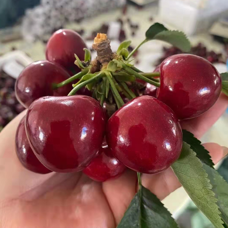 大樱桃新鲜现摘2斤3斤5斤新鲜水果顺丰发货产地直发大连特产大樱桃