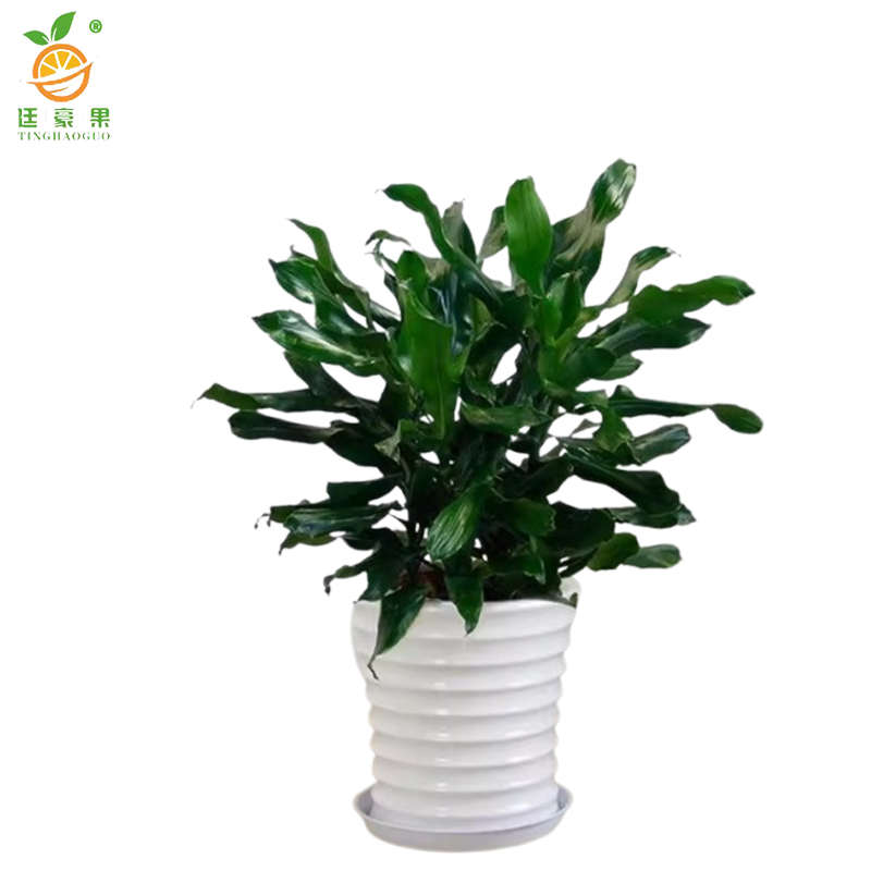 廷豪果 时来运转盆栽 1.2米高 /棵高清大图