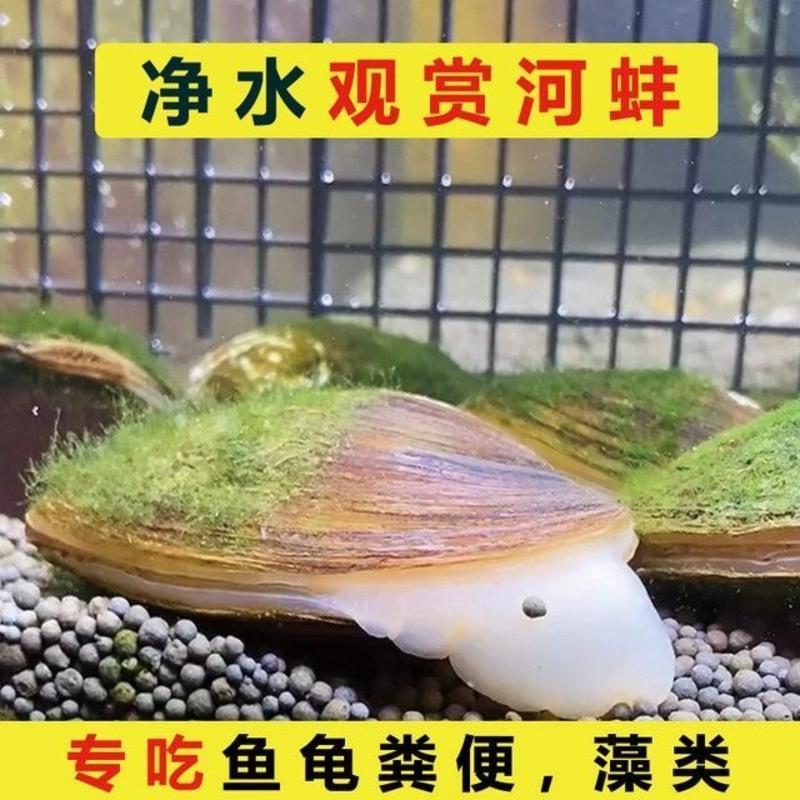 河蚌6-10厘米 1个 专吃鱼龟粪便 鳑鲏繁殖专用河蚌鲜活观赏宠物淡水小河蚌鱼缸净水活物除藻冷水