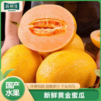 【苏鲜生】黄金蜜瓜 净重4.5斤 2-3个 冰淇淋新鲜水果当季哈蜜瓜