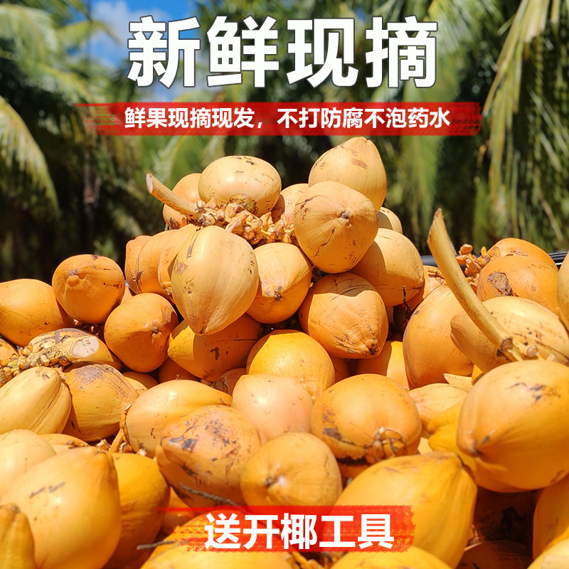 [苏鲜生]海南黄金椰子 热带老椰子 4个装 整箱 热带特产 清甜多汁高清大图