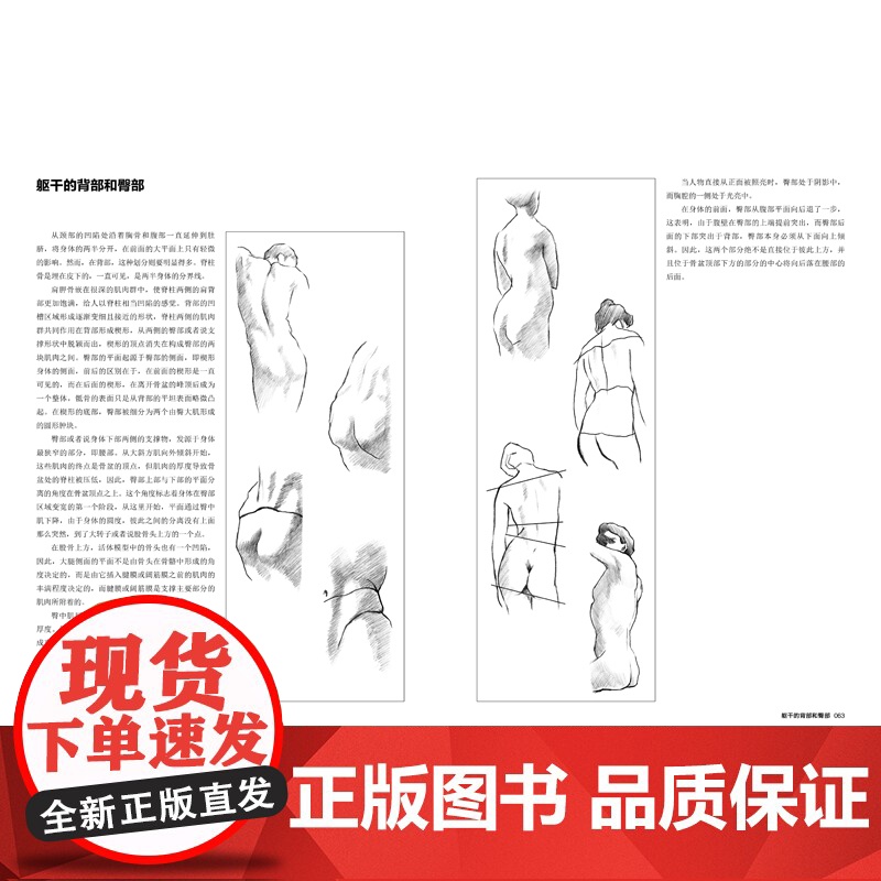 人体结构素描 高等艺术院校美术基础系列 根据范德普尔的素描改编 人体素描绘画教学研究人体结构和学习素描审美的良好范本高清大图
