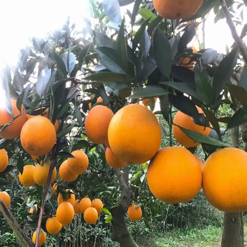 橙旺林 清家脐橙5KG*1箱高清大图