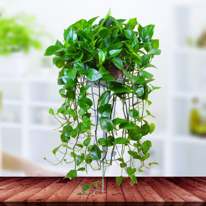 弹痕绿萝盆栽室内植物花卉绿植大绿箩新房家用