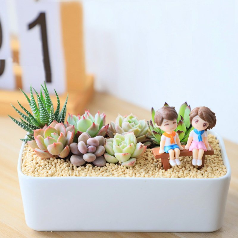 匆匆那年 长条瓷盆含盆 微景观多肉植物diy组合盆栽含盆带土超萌肉肉植物小盆景报价 参数 图片 视频 怎么样 问答 苏宁易购