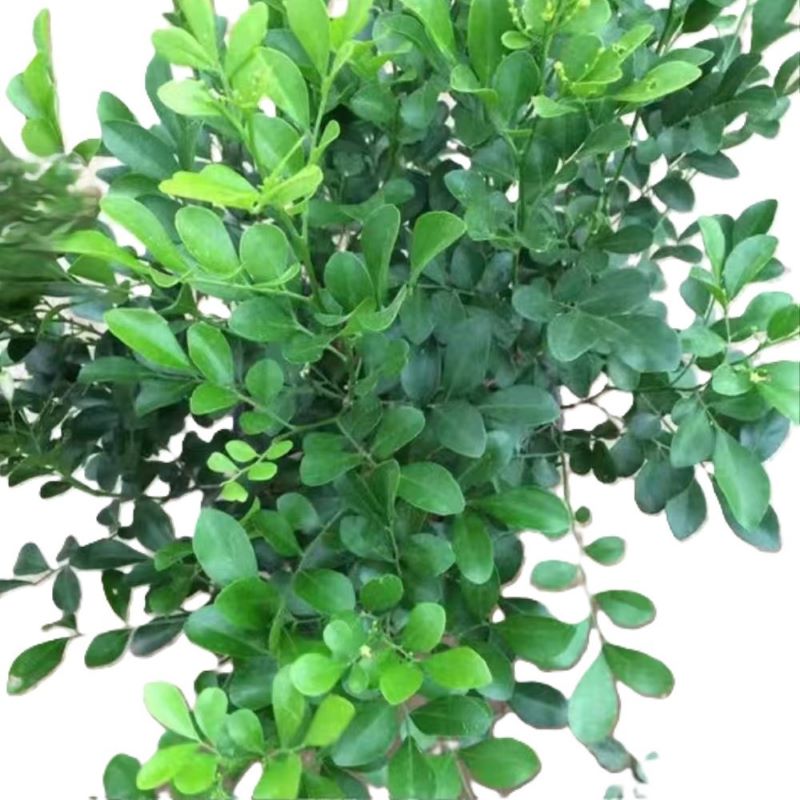 东方能展 绿植高清大图