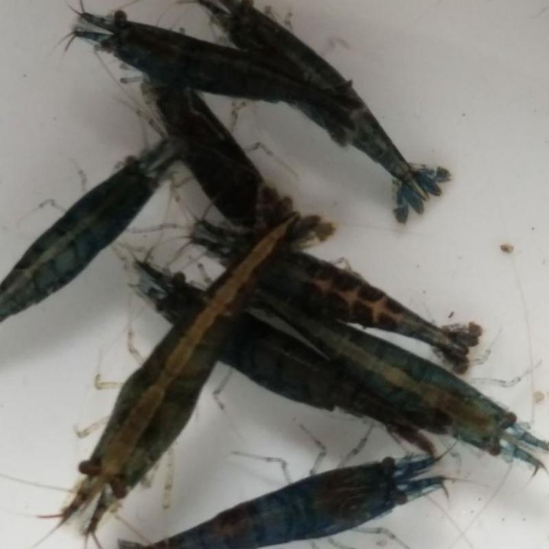 广东黑壳虾活体除藻鱼套餐除藻虾清洁虾观赏虾草虾鱼缸活体免 100加送