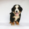 伯恩山犬 幼崽幼犬 纯种伯恩山犬 宠物狗狗伯恩山狗 大型犬
