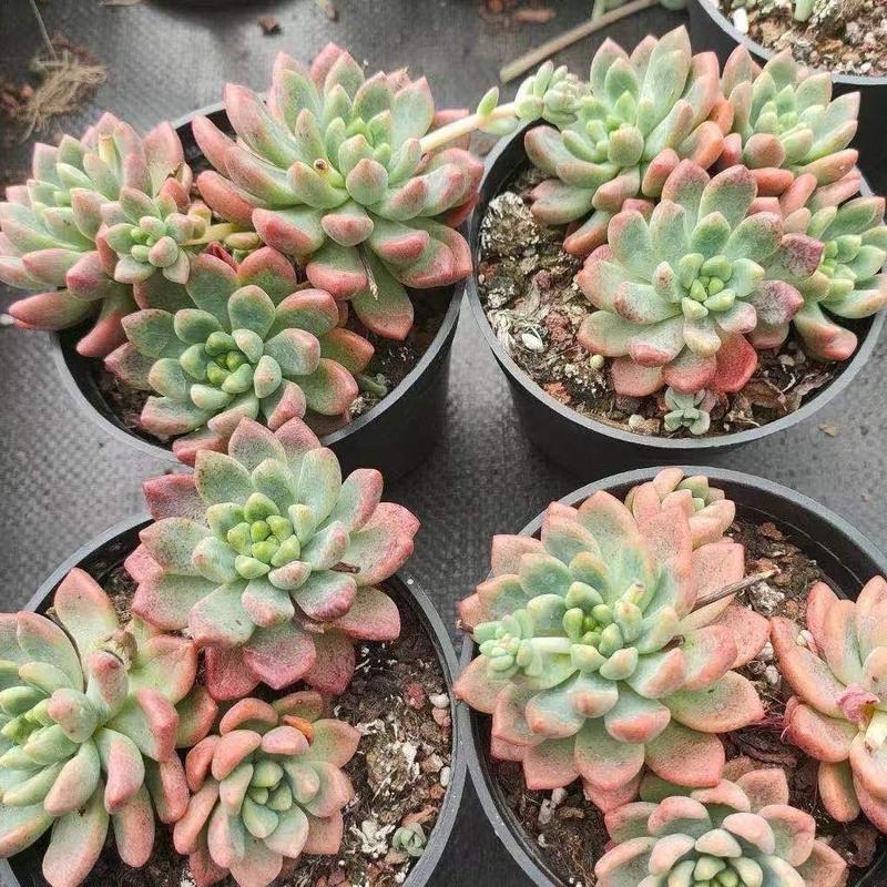 香奈儿稀有精品多肉植物 室内花卉绿植盆栽小贵货多肉 11cm盆径三至四头