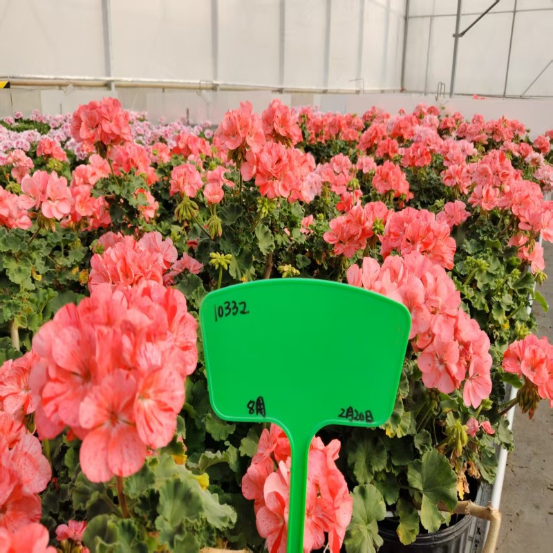 天竺葵株高20-40cm冠幅20-30cm