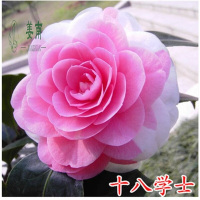 茶花苗山茶花树苗盆栽四季开花绿植物花卉观花庭院阳台玫瑰牡丹