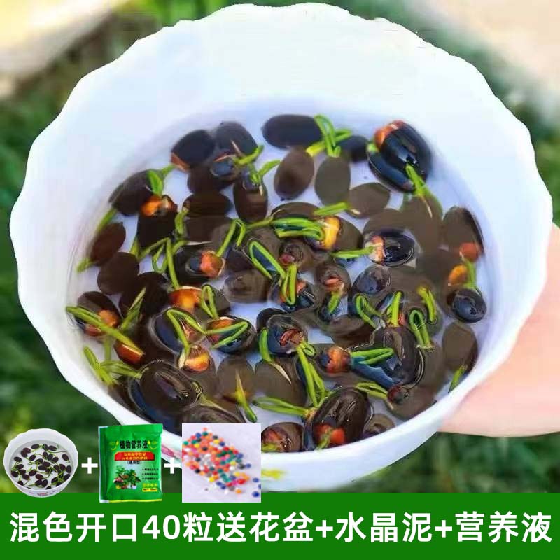 四季开花荷花种子水培植物花卉室内客厅水养莲花好养碗莲睡莲盆四 不含盆 混色开口40粒送花盆+水晶泥+营养液含盆