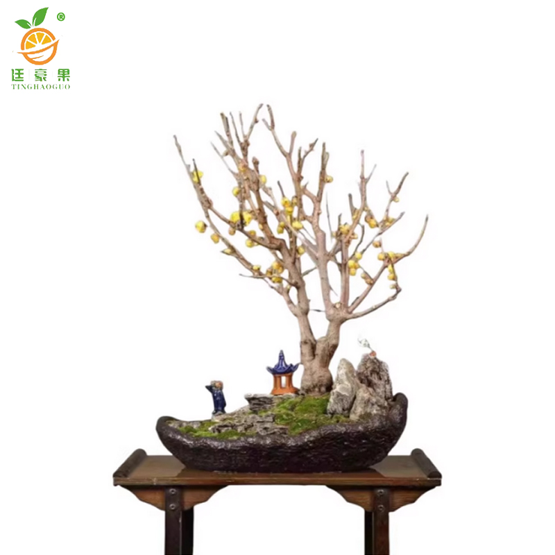 廷豪果 腊梅 2公分粗60-80cm高 /棵高清大图