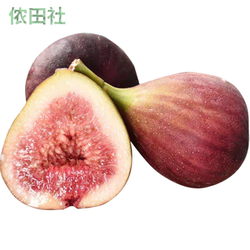 新鲜无花果红皮水果现摘现发品仙奶浆蜜果非青皮无花果干报价 参数 图片 视频 怎么样 问答 苏宁易购