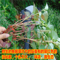 大别山区农家野生鱼腥鱼腥干折耳根全新货500克