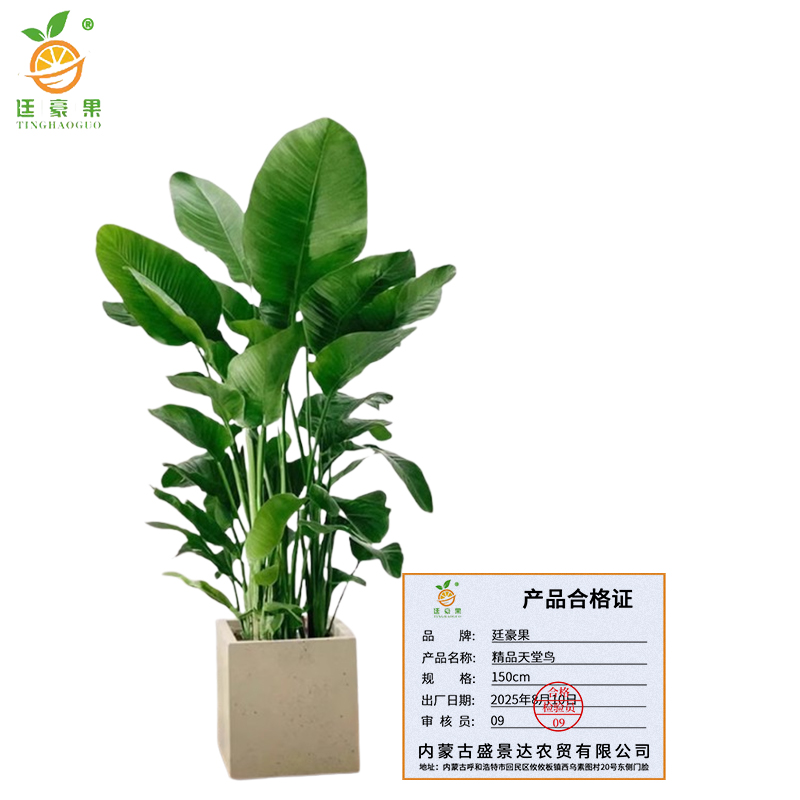 廷豪果 精品天堂鸟 150cm /盆高清大图