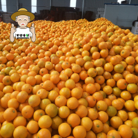 【一贤生鲜】麻阳冰糖橙 新鲜水果 新鲜橙子 净重9斤 果径60-65mm箱装 香甜可口 西沛