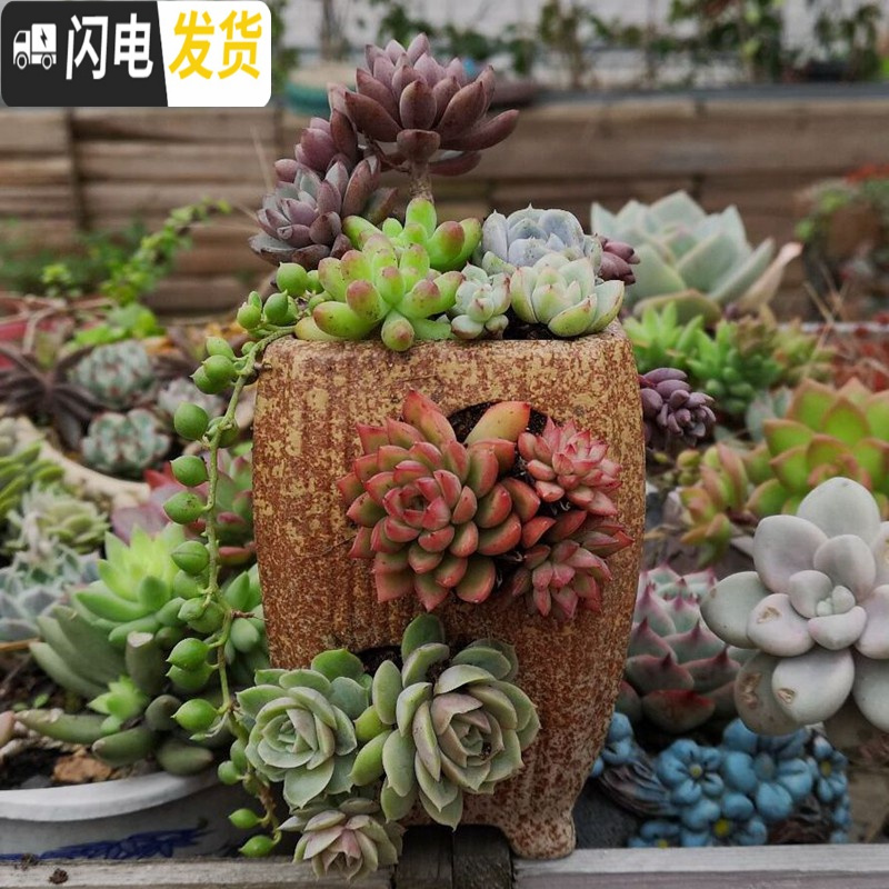 三维工匠复古创意个性多肉悬崖老桩高花盆缺口造型控型盆陶瓷绿植老庄花器 口径7.5高12不含花 中等
