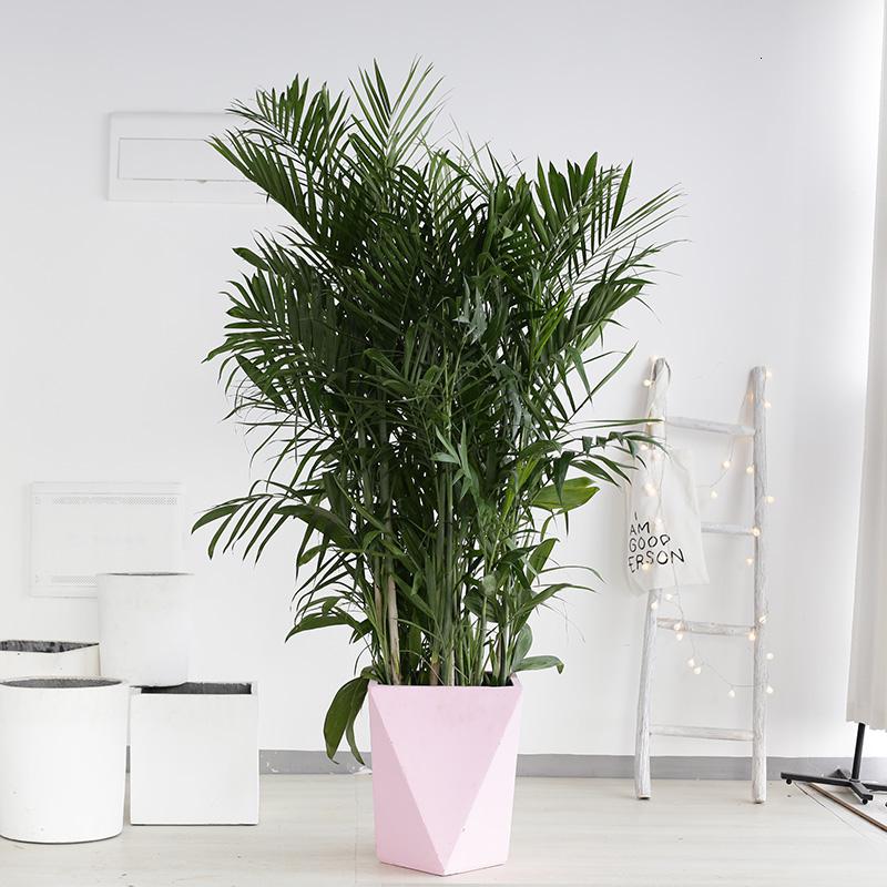 发财树树金钱树室内盆栽植物盆景绿植大型植物客厅大盆栽1415m辫子