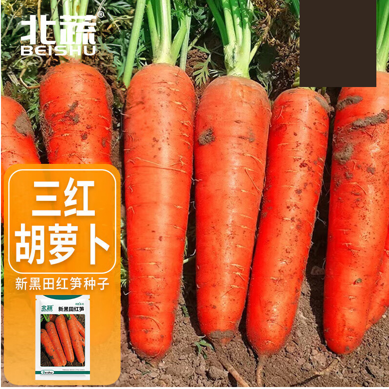 胡萝卜种子 5斤装高清大图