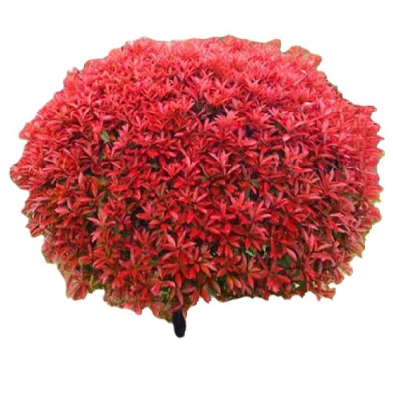诚智旺 红叶石楠球 冠幅80cm /棵高清大图