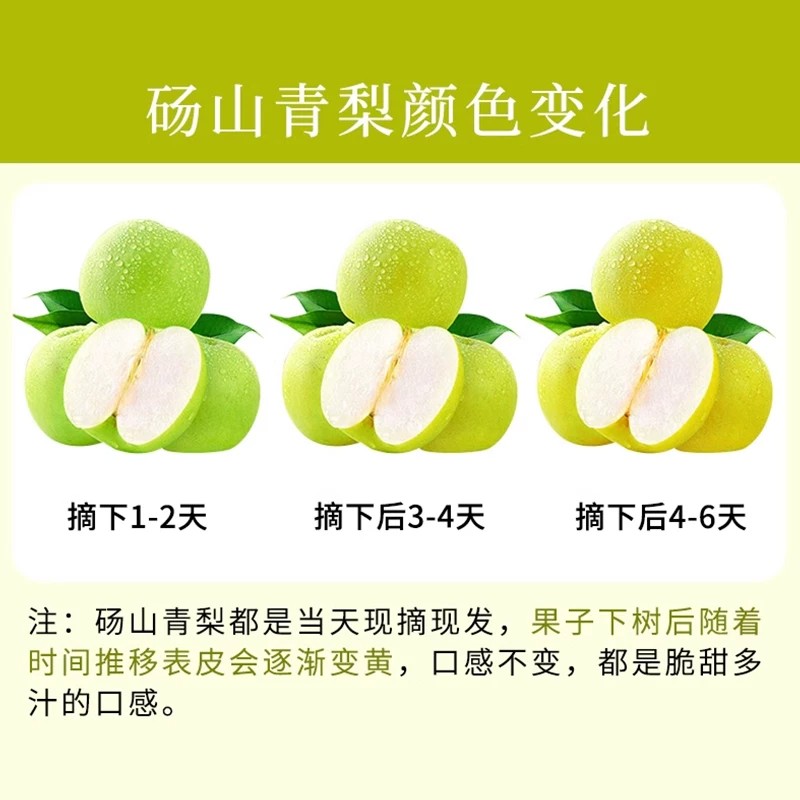 [西沛生鲜]新鲜砀山脆酥梨 青皮蜜梨 净重3斤 单果220g+高清大图